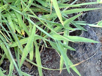 Digitaria sanguinalis